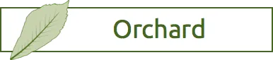 Orchard